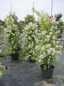 Die sommergrüne Kletterrose Guirlande d'Amour® - Rosa Guirlande d'Amour® - reinweiß - ist besonders gut winterhart.