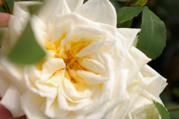 Kletterrose Ilse Krohn Superior® - Rosa Ilse Krohn - Superior® - cremeweiß - Duft+ - Kordes-Rose - bekommt in den Sommermonaten elegante, gefüllte, cremeweiße Blüten, die mit einem zarten Duft versehen sind.