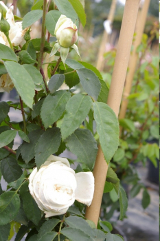 Die öftger- und reichblühende Kletterrose Ilse Krohn Superior® - Rosa Ilse Krohn - Superior® - cremeweiß - Duft+ - Kordes-Rose - wird ca. 2 bis 3 m hoch und ca. 1 bis 2 m breit.