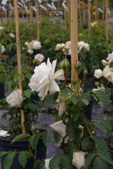 Kletterrose Ilse Krohn Superior® - Rosa Ilse Krohn - Superior® - cremeweiß - Duft+ - Kordes-Rose - begeistert mit ihren zahlreichen cremeweißen, gut duftenden und gefüllten Blüten.
