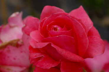 Kletterrose Lawinia® - Rosa Lawinia® - reinrosa - Duft+++ - Tantau-Rose - benötigt einen halbschattigen bzw. sonnigen Standort.