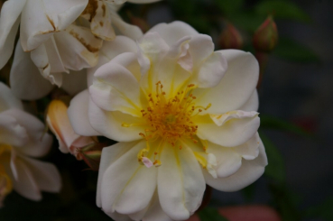 Die besonders winterharte Kletterrose Lykkefund® - Rosa Lykkefund® - cremeweiß - Duft++++ - Ramblerrose - blüht mit halbgefüllten, cremeweißen Blüten, die eine gelbe Mitte aufweisen und einen starken Duft besitzen.
