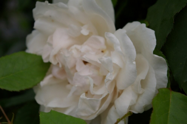 Kletterrose Madame Alfred Carriere 3