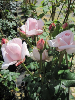 Kletterrose Papi Delbard® - Rose Papi Delbard® - apricot-gelb - Duft+++ - Delbard-Rose - blüht mit apricot-gelben, stark gefüllten, angenehm duftenden Blüten.