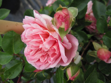 Kletterrose Paul Transon® - Rosa Paul Transon® - lachsrosa - Duft+ -Ramblerrose - blüht von Juni bis September mit gefüllten, lachsrosa Blüten, die einen schönen Apfelduft besitzen.
