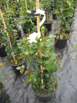 Kletterrose Penny Lane® - Rosa Penny Lane® - honig-champagner - Duft+ - Harkness-Rose - entwickelt an sonnigen Standorten einen besseren Duft. Die Winterhärte ist besonders gut.