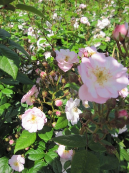 Preview: Die besonders winterharte Kletterrose Perennial Blush® - Rosa Perennial Blush® - hellrosa-weiß - Duft++ - Tantau-Rose - hat einen buschigen, aufrechten Wuchs.  Die Rose bevorzugt einen geschützten, sonnigen Standort.