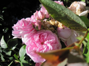 Kletterrose Dentelle de Malines® - Rosa Dentelle des Malines® - hellrosa-weiß - Duft+ - Austin-Rose - Ramblerrose - zeigt in den Sommermonaten an einem geschützten, sonnigen Standort wunderbare rosa Blüten, die stark gefüllt sind.