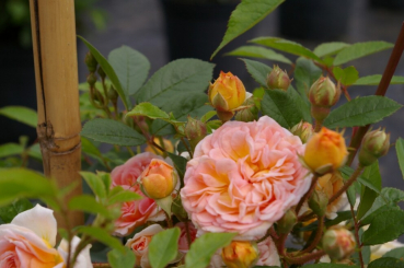 Kletterrose Ghislaine de Feligonde