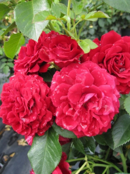 Kletterrose Grand Award® syn. Götterfunken® - Rosa Grand Award® syn. Götterfunken® - dunkelrot - Poulsen-Rose -  blüht von Juni bis Oktober mit gefüllten, dunkelroten Blüten, die einen Wildrosenduft besitzen