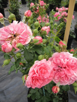Kletterrose Rosarium Uetersen® - Rosa Rosarium Uetersen® - tiefrosa-silbrigrosa - Duft+ - Kordes-Rose - hat einen buschigen, dichten, aufrechten Wuchs.