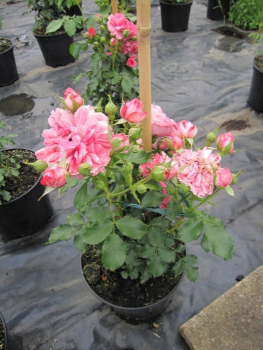 Kletterrose Rosarium Uetersen® - Rosa Rosarium Uetersen® - tiefrosa-silbrigrosa - Duft+ - Kordes-Rose - bevorzugt windgeschützte, sonnige Standorte. Die Rose besitzt eine besonders gute Winterhärte.