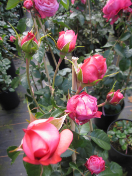 Kletterrose Rosanna