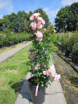 Kletterrose Rosenholm® - Rosa Rosenholm® - zartrosa - Duft++ - Poulsen-Rose - blüht von Juni bis September mit gefüllten, zartrosa, fruchtig duftenden Blüten.