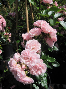 Die öfterblühende Kletterrose Rosenholm® - Rosa Rosenholm® - zartrosa - Duft++ - Poulsen-Rose - bevorzugt einen luftigen und sonnigen Standort.