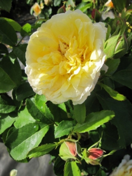 Kletterrose Soleil Vertical 1