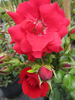 Kletterrose Tradition 95® - Rosa Tradition 95® - blutrot - Duft+ - Kordes-Rose - zeigt halbgefüllte, sehr schwach duftende, blutrote Blüten in den Monaten von Juni bis September.