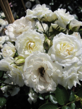 Die besonders winterharte Kletterrose Waltz® - Rosa Waltz® - weißgelb- - Duft+ - Poulsen-Rose - hat einen aufrechten und buschigen Wuchs.