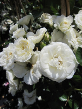 Kletterrose Waltz® - Rosa Waltz® - weißgelb- - Duft+ - Poulsen-Rose - bevorzugt geschützte und sonnige Standort.