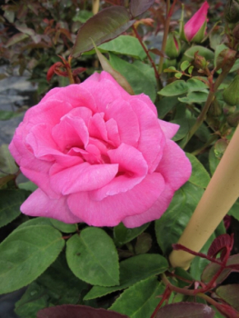 Kletterrose Ramblerrose Rosa Zephirine Drouhin® kirschrosa Duft++++ blüht sehr zahlreich und die kirschrosa Blüten verbreiten einen starken lieblichen Duft.