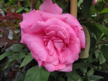 Kletterrose Ramblerrose Rosa Zephirine Drouhin® kirschrosa Duft++++ hat eine sehr lange Blütezeit von Mai bis in den Frost hinein. Sie benötigt dafür einen sonnigen, windgeschützten Standort. Die Winterhärte ist sehr gut.