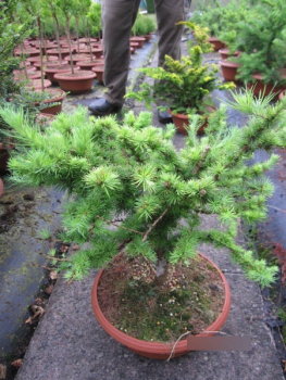 Larix kaempferi Grey Pearl 1