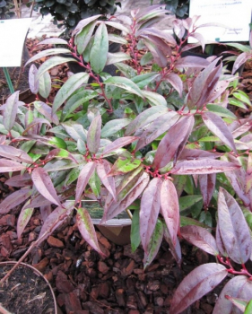 Leucothoe keiskei Royal Ruby - Traubenheide - Traubenmyrte - Lavendelheide - 30-40cm