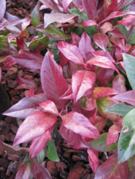 Leucothoe catesbaei Scarletta 2