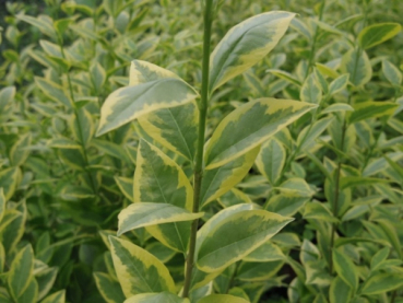 Ligustrum ovalifolium Aureum 2
