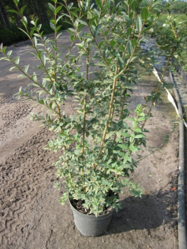 Ligustrum vulgare Atrovirens - Schwarzgrüner Liguster - Gewöhnlicher Liguster - Gemeiner Liguster - hat einen straffen, aufrechten, wintergrünen Wuchs.