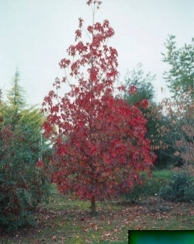 Liquidambar styraciflua Thea