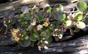 Lonicera crassifolia 1
