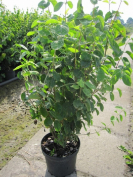 Lonicera xylosteum 2