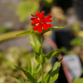 Lychnis chalcedonica Brennende Liebe, Scharlachlichtnelke, besitzt eine sehr gute Winterhärte