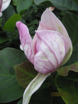 Magnolia Satisfaction (R)2