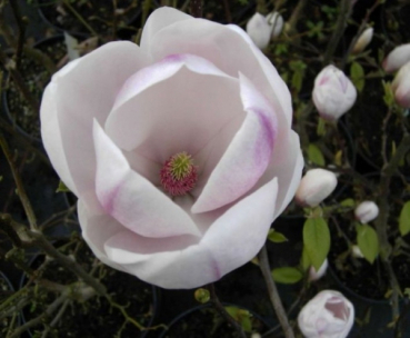 Magnolia soulangeana Sundew, Tulpenmagnolie Sundew, gehört zu den Heilpflanzen