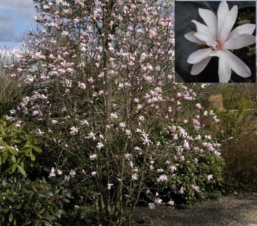 Magnolia x loebneri Leonard Messel, Rosa Sternmagnolie, ist ein sehr blütenreicher Zierstrauch