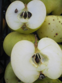Malus Champagner Renette 2
