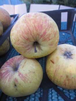 Sommerapfel Charlamowsky 1