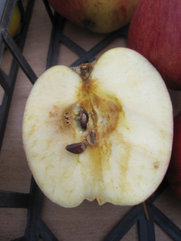 Preview: Herbstapfel Hilde 2