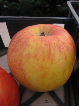 Tafelapfel Jonagold 1