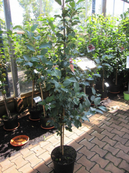Apfel Nela ist eine fruehe Sorte