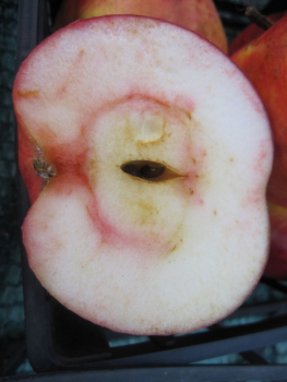 Malus domestica Himbeerapfel von Holowaus 2