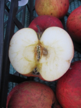 Malus Jonathan 2
