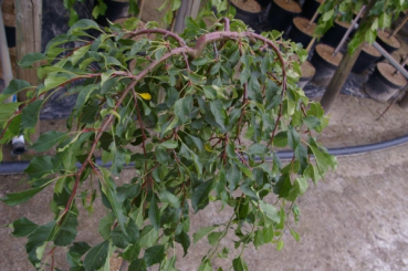 Zierapfel pendula 4