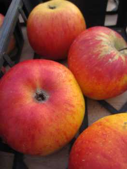 Winterapfel Reanda 1