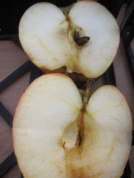 Preview: Herbstapfel Remo 2