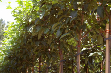 Malus Roter Jungfernapfel 3