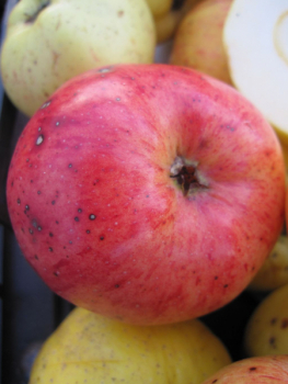 Historischer Apfel Stina Lohmann 1