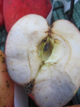 Preview: Nathusius Taubenapfel kaufen